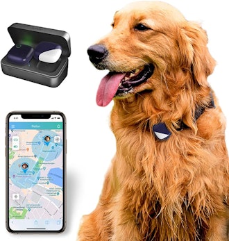 A GPS tracker that can pinpoint your cat’s location in real time, with no monthly fees.