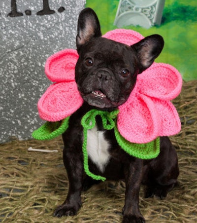 Halloween Dog Flower Costume