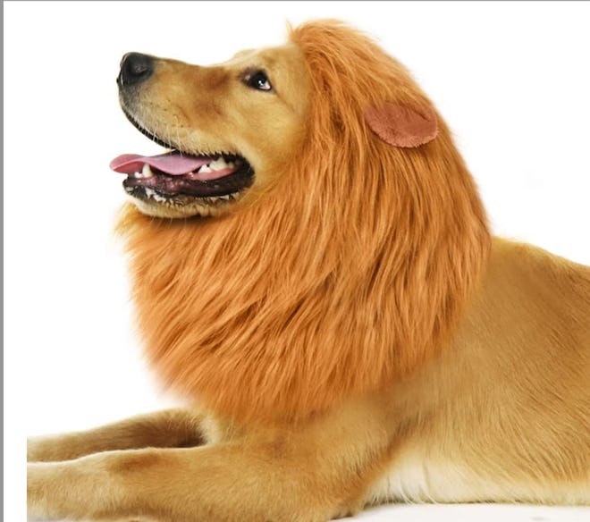 Lion's mane dog costume