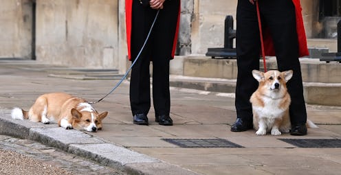 The Queen's corgis, Muick and Sandy, outside Windsor Castle
