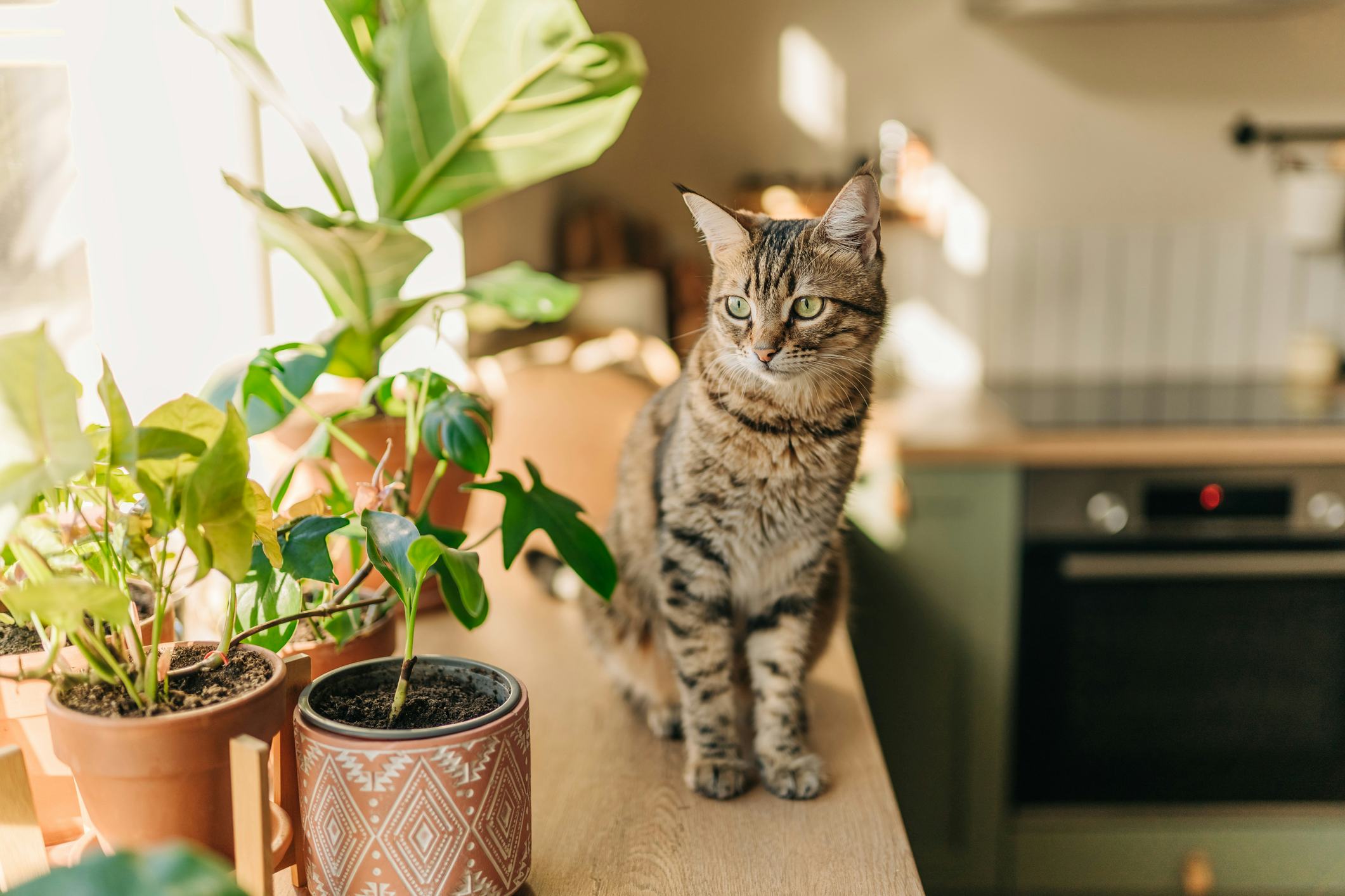 How to keep cats off counters at outlet night