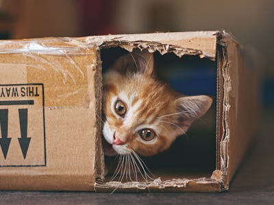 Cat peering out of a hole in a box
