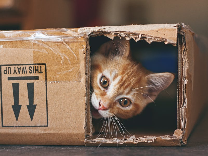 Cat peering out of a hole in a box