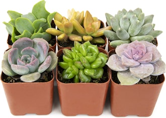 Plants for Pets Potted Succulent Plants (6-Pack)