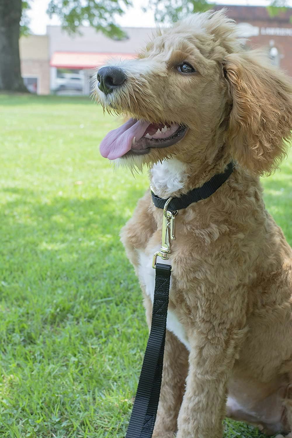 Country Brook Petz Nylon Dog Collar