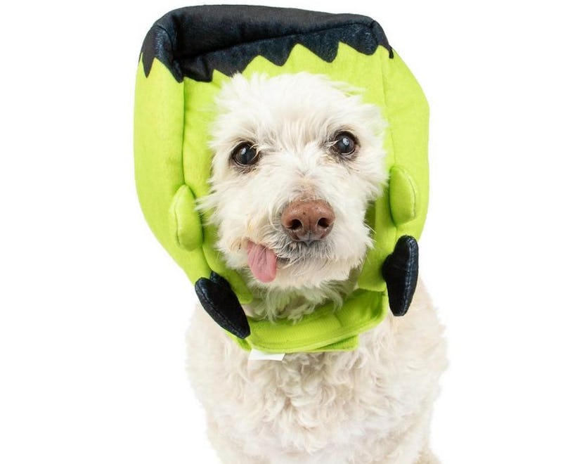 A white dog with his tongue sticking out wearing a frankenstein mask on his head for howl-o-ween