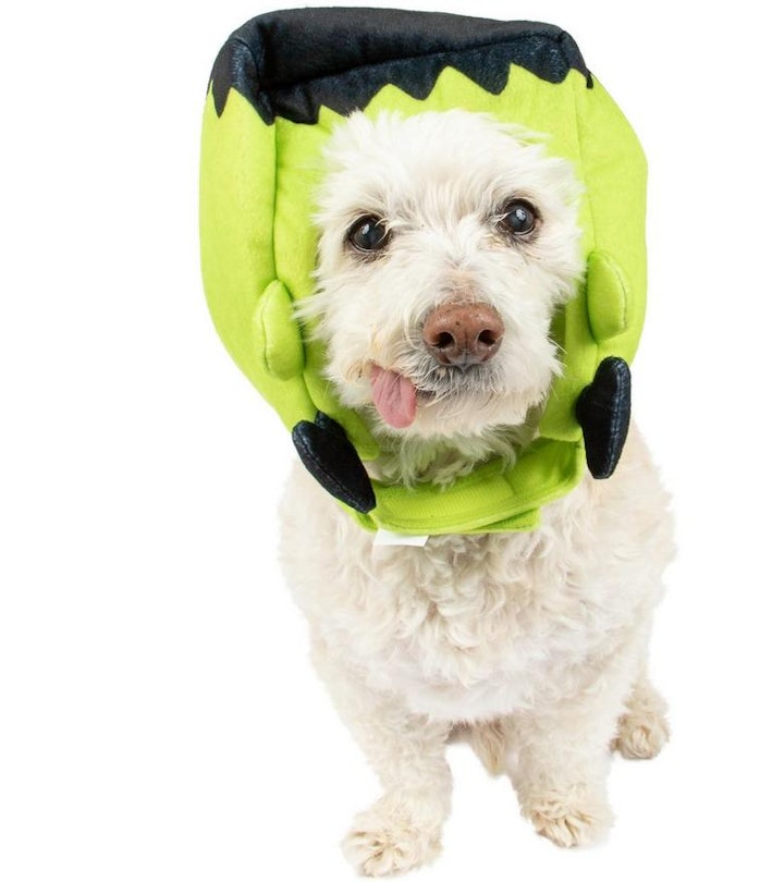 A white dog with his tongue sticking out wearing a frankenstein mask on his head for howl-o-ween