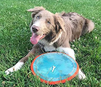 With its lightweight design, the ChuckIt! Paraflight Frisbee is one of the best dog toys for water.