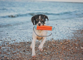 With a bumper-style design, this ChuckIt! toy is one of the the best dog toys for water.