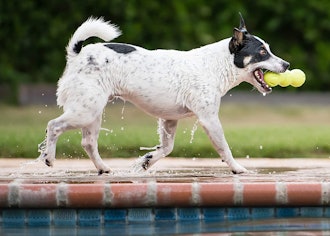 With a super durable design, the West Paw Rumpus toy is one of the best dog toys for water.