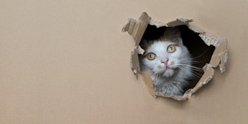 Cat looks through hole in cardboard box