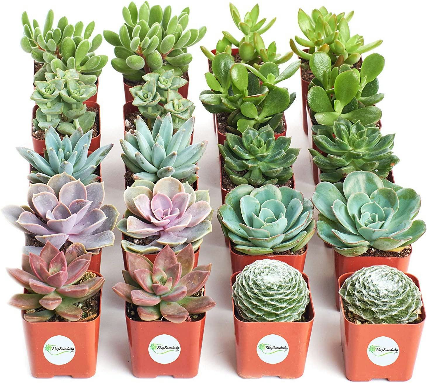 Shop Succulents Mini Plants (20 Pack)