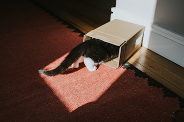 Cat partially hidden in small cardboard box with tail visible 