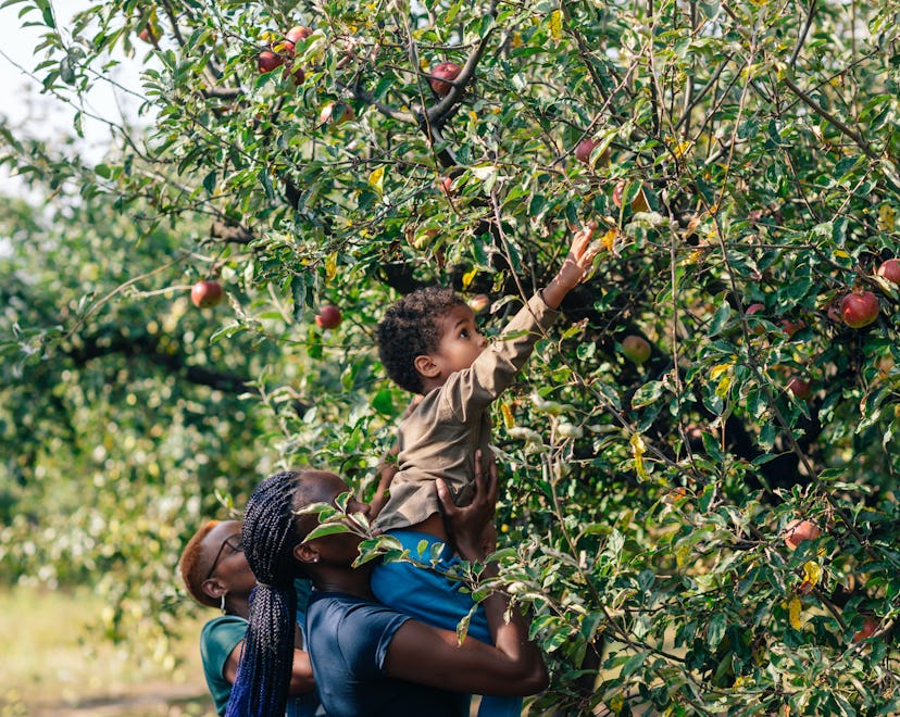 African woman and her son picking up apples in orchard in autumn. in an apple orchard during apple p...