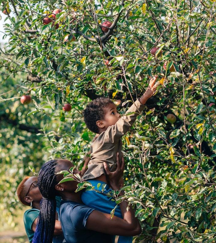 African woman and her son picking up apples in orchard in autumn. in an apple orchard during apple p...