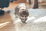 A photo of a cat scratching on a high-pile rug — the best rugs that cats can't destroy can stand up ...