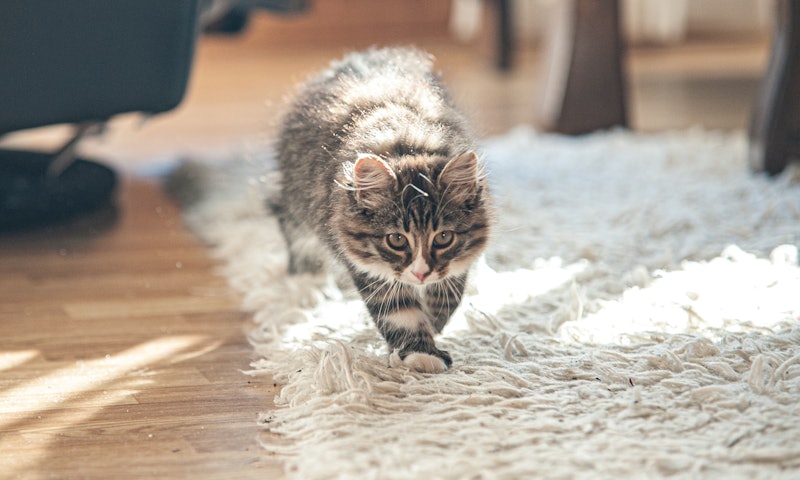 A photo of a cat scratching on a high-pile rug — the best rugs that cats can't destroy can stand up ...