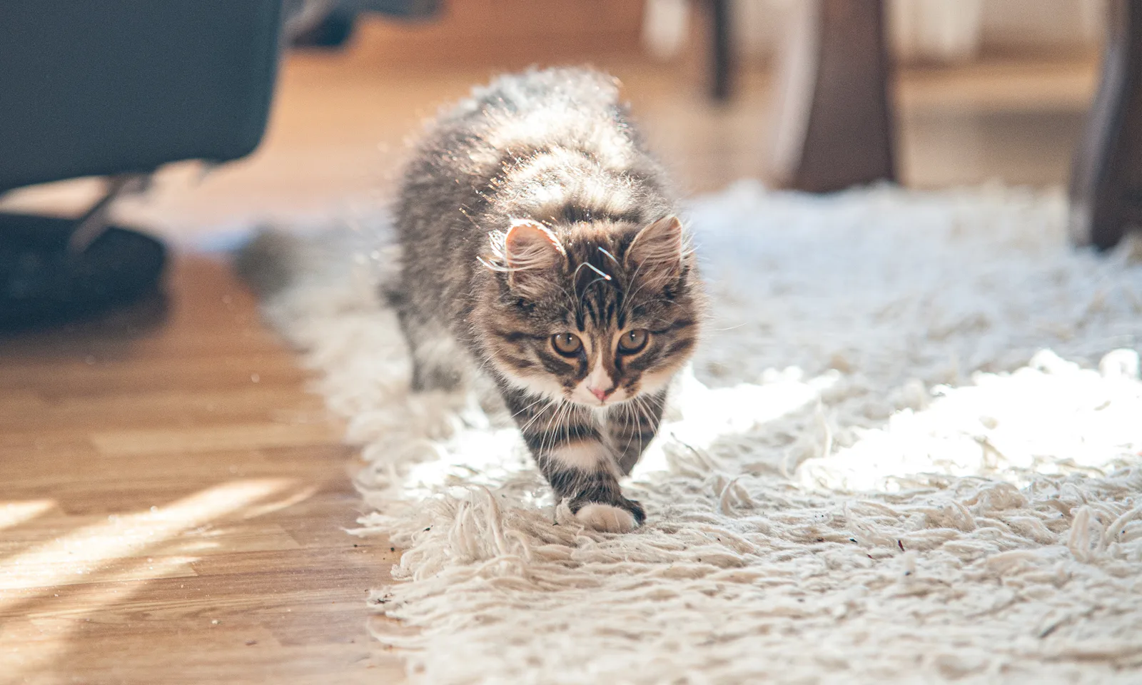 Cat Pulling Rug The 5 Best Rugs That Cats Can't Destroy