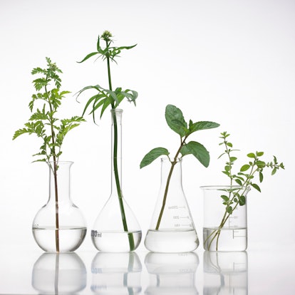 Plants in beakers