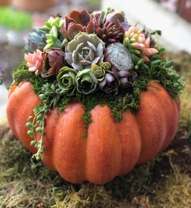 Faux Pumpkin Trimmed with Living Succulents