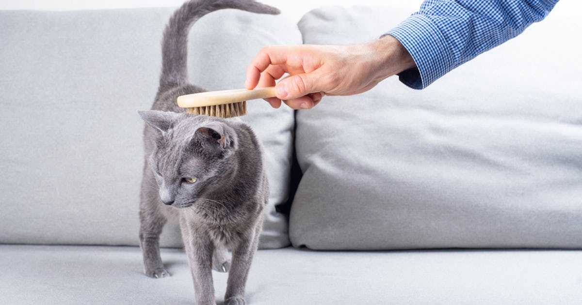 Best Brush For Cats That Hate To Be Brushed