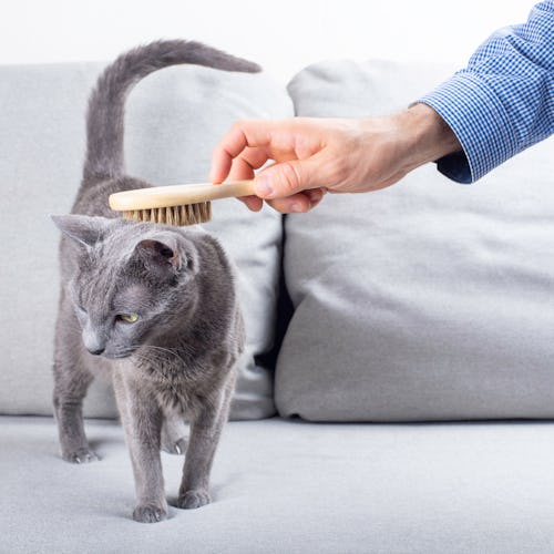 When it comes to the best brushes for cats that hate to be brushed, you'll want to start with someth...