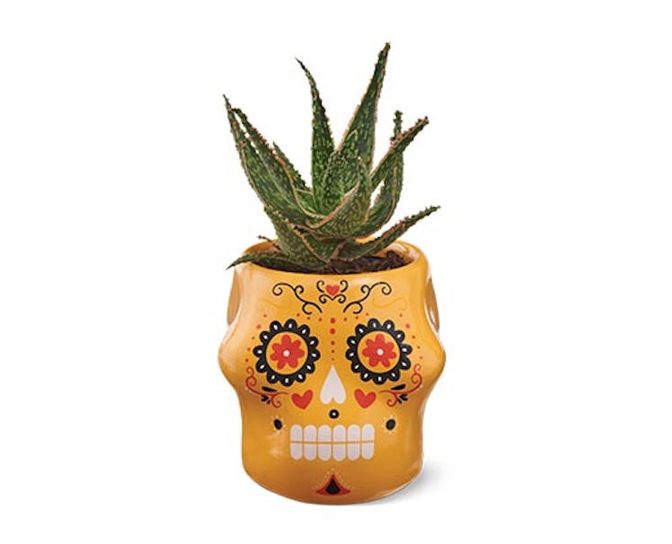 Aldi's fall and Halloween 2022 finds include candles, mugs, decor, and more.