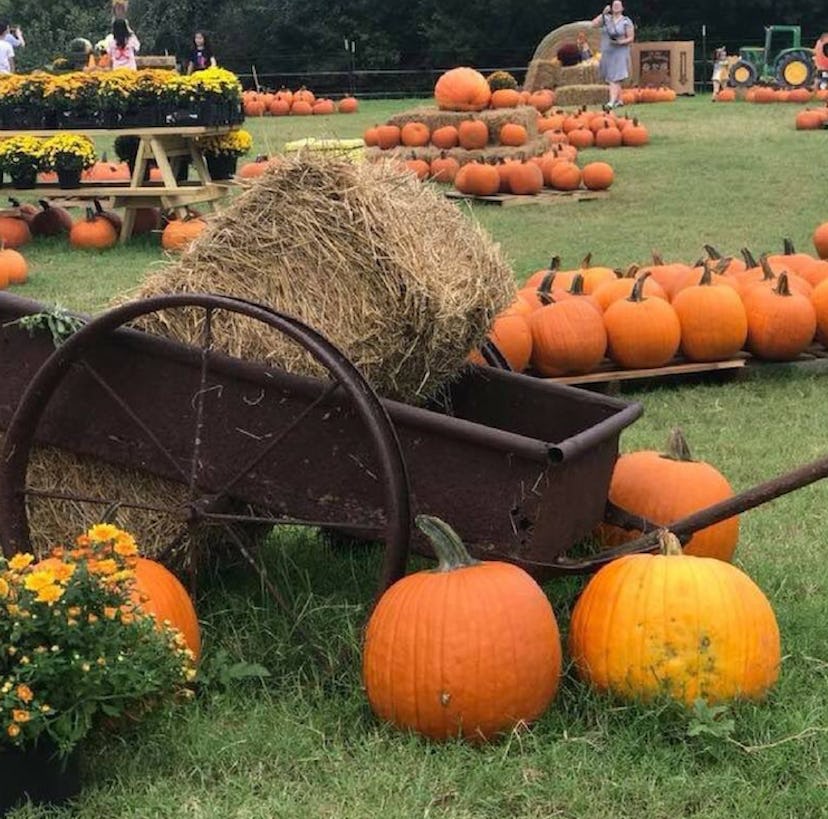 A wagon, hay bale, and pumpkins set up at Barton Hill Farms, one of the best pumpkin patches to visi...