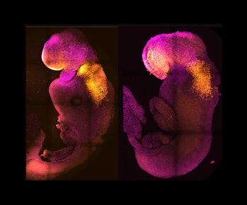 An image of the natural and synthetic embryos grown in the lab.
