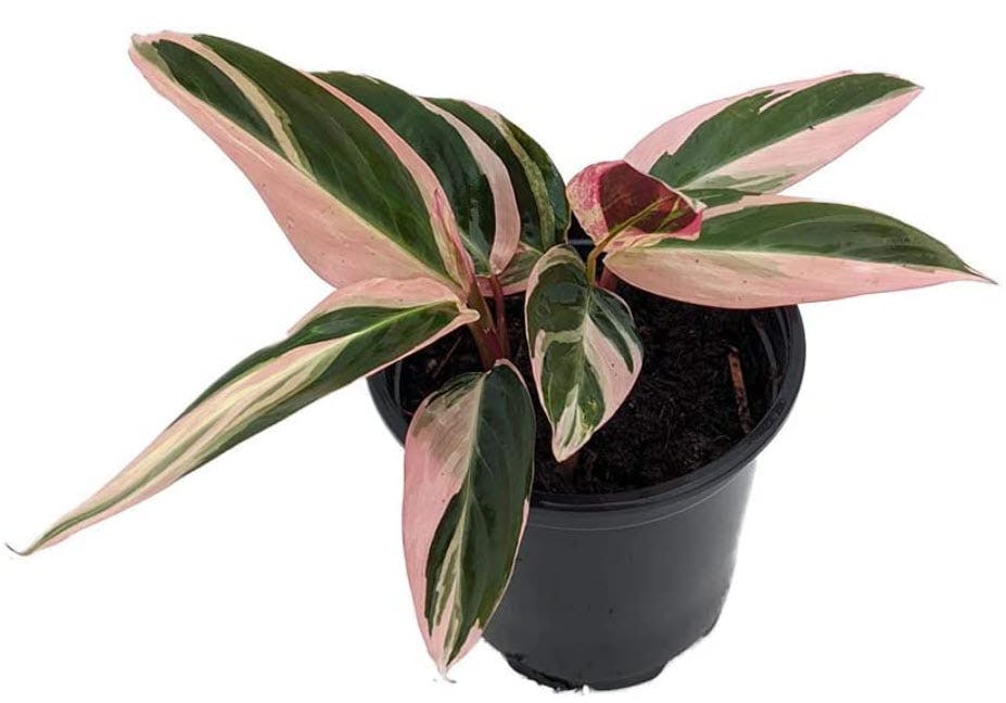 American Plant Exchange Stromanthe Prayer Plant
