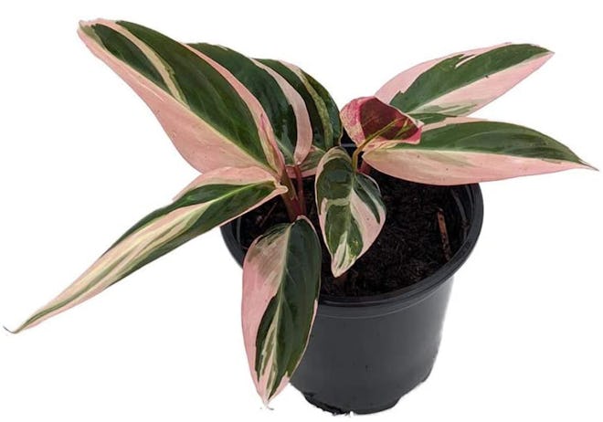 American Plant Exchange Stromanthe Prayer Plant
