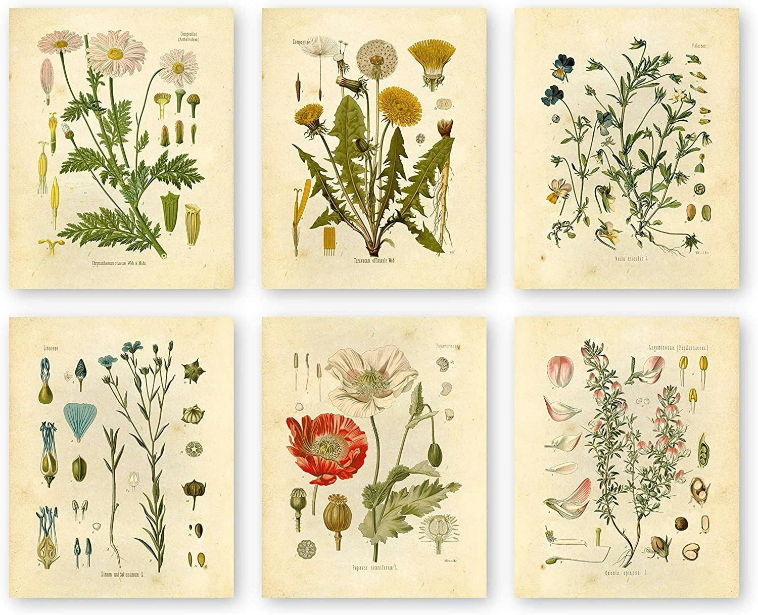 Unframed Botanical Prints (Set of 6)