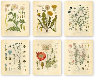 Unframed Botanical Prints (Set of 6)