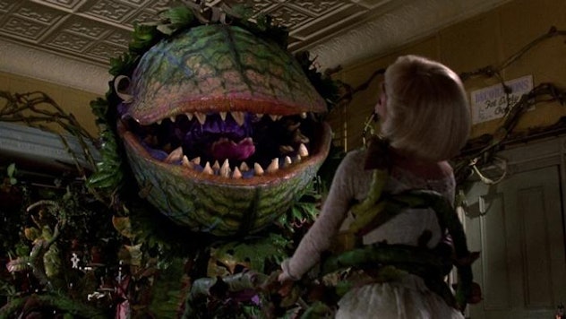 Audrey 2 and Audrey in Little Shop of Horrors.
