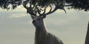 A white hart makes one very brief appearance during the second half of House of the Dragon Episode 3