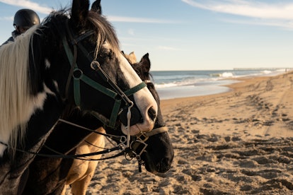 horseback riding in Virginia Beach