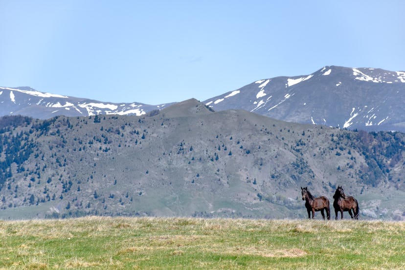 horseback riding in Aspen