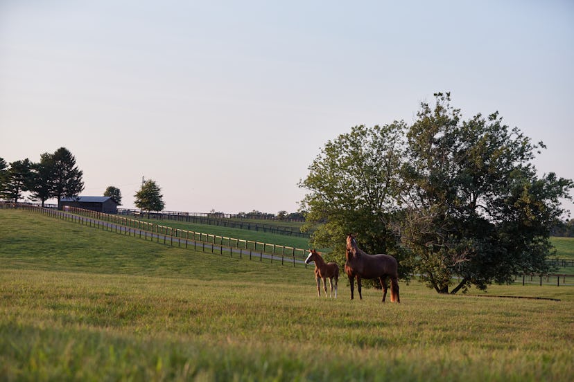 horseback riding in Kentucky