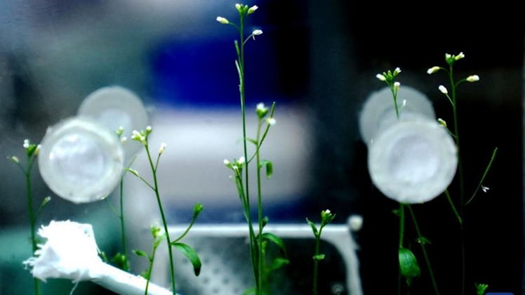 thale cress growing in space 