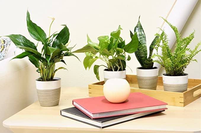 Costa Farms Clean Air Live House Plant Collection (3-Pack)