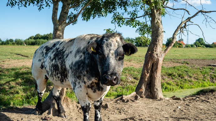 A cow in a field on a sunny day.