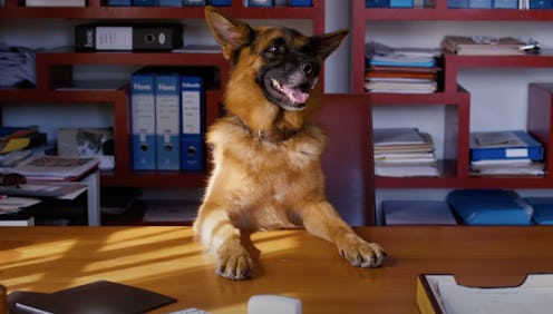 Netflix’s Gunther’s Millions Trailer Has 3 Twists About The World’s Richest Dog