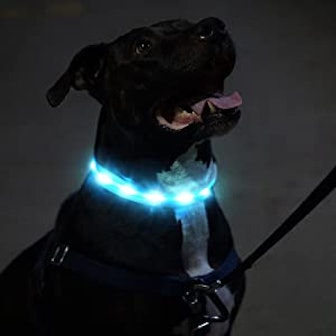 Blazin' Safety Rechargeable LED Dog Collar