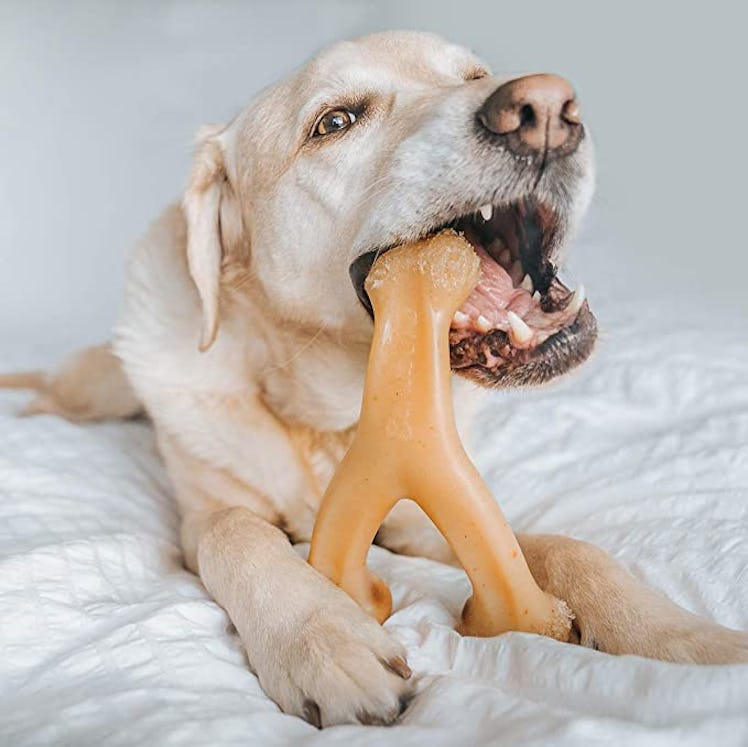 Benebone Wishbone for Aggressive Chewers