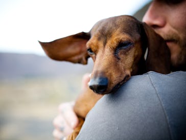 Dog looking over owner's shoulder