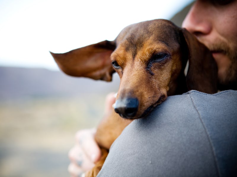 Dog looking over owner's shoulder