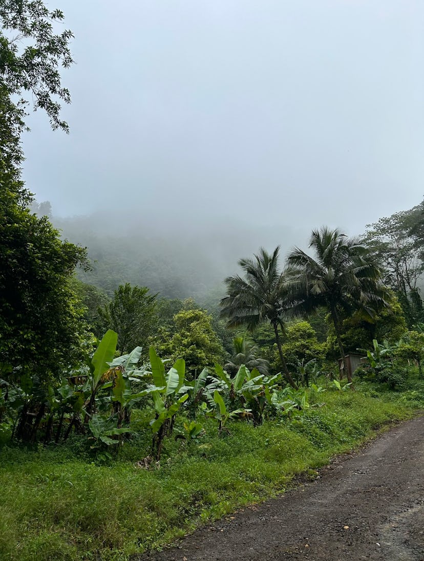 The rainforest in Grenada, a great Caribbean vacation spot