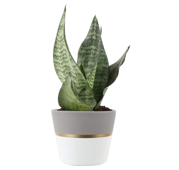 Costa Farms Sansevieria Mother-in-Law&rsquo;s Tongue Live Indoor Snake Plant