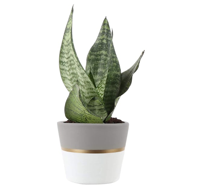 Costa Farms Sansevieria Mother-in-Law's Tongue Live Indoor Snake Plant 
