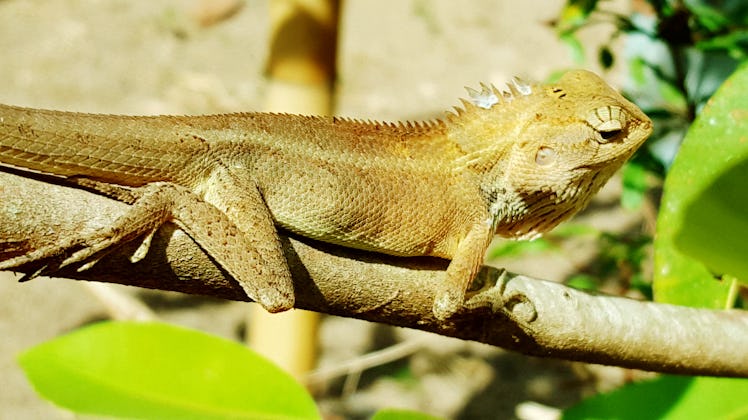 Lizard lying down on a tree branch